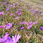 In Montagna *